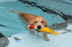 我が家の愛犬・４歳２ヶ月