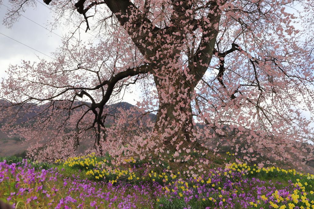 わに塚の桜