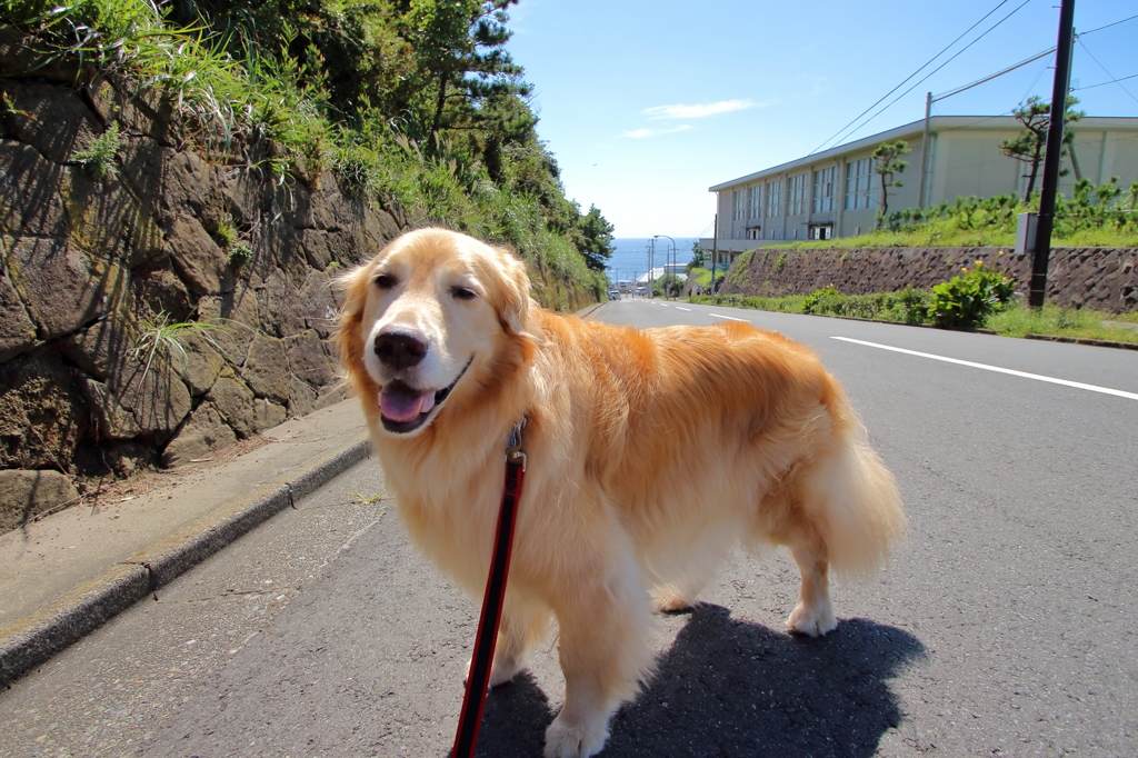 我が家の愛犬（５歳７ヶ月）