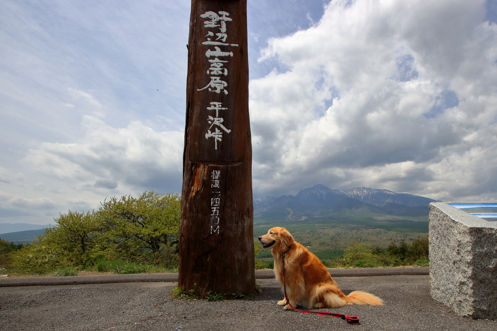 我が家の愛犬（野辺山・平沢峠）