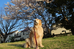 我が家の愛犬（さくら）