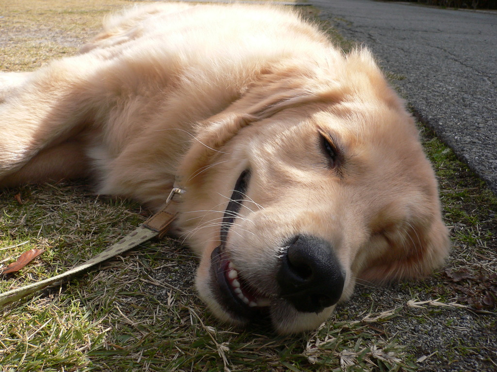 我が家の愛犬9カ月