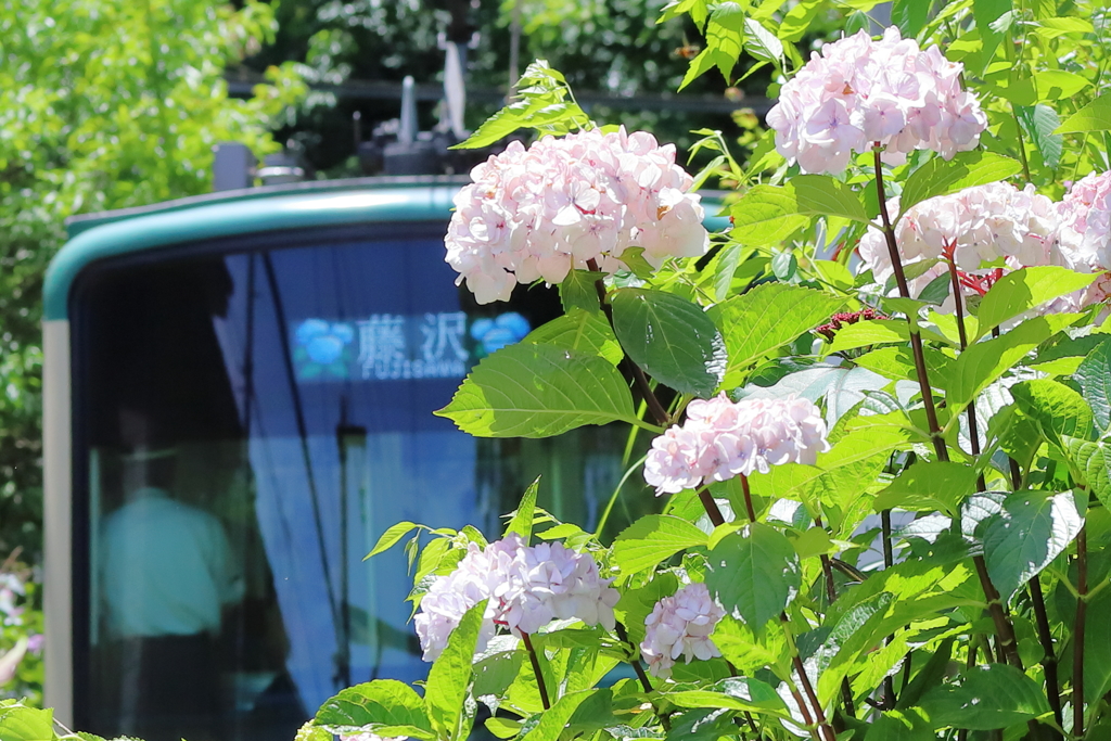 江ノ電と紫陽花 (長谷～極楽寺）