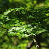 イロハモミジはまだ緑