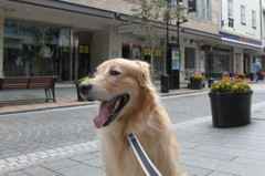 我が家の愛犬（横浜元町）