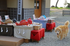 相棒と森戸神社へ