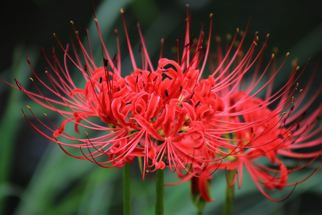 朱の花