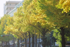 横浜・公園通りの銀杏並木