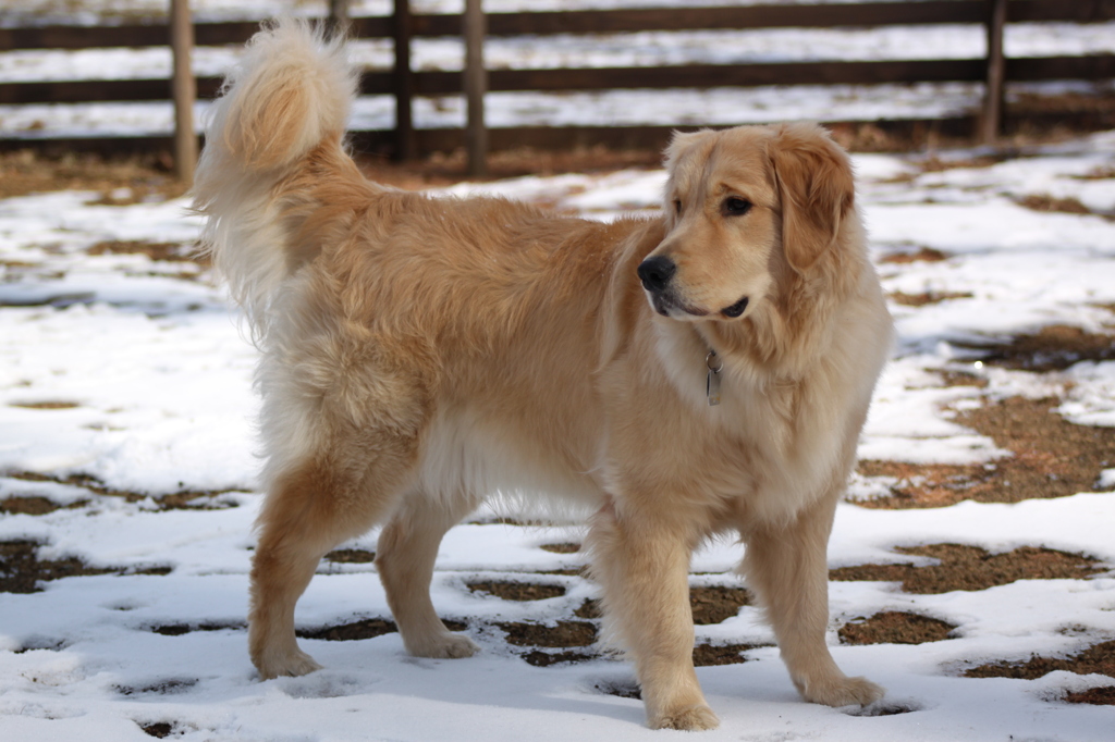 我が家の愛犬１１カ月