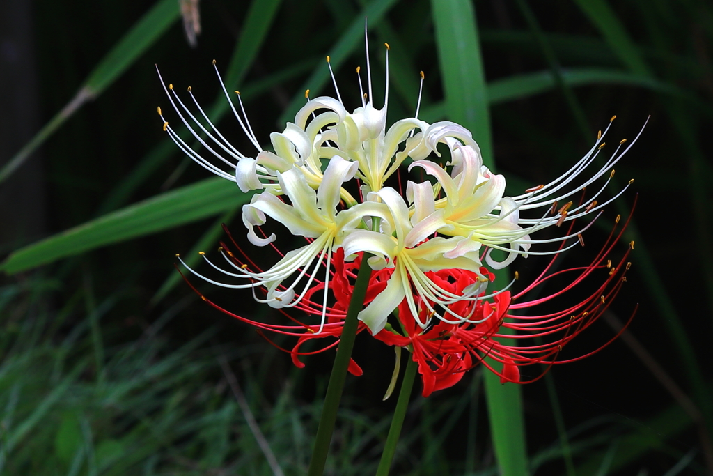 秋の花