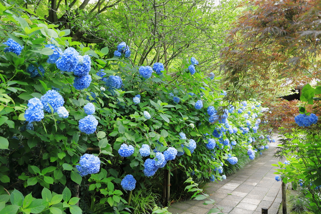 明月院（紫陽花）