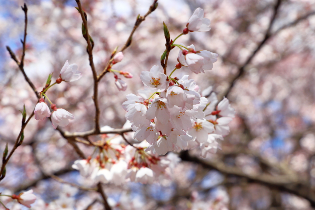 実相寺（神代桜の子桜）
