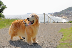 相棒と稲村ケ崎へ