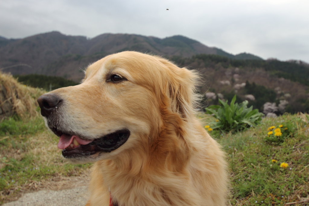 我が家の愛犬（５歳２ヶ月）