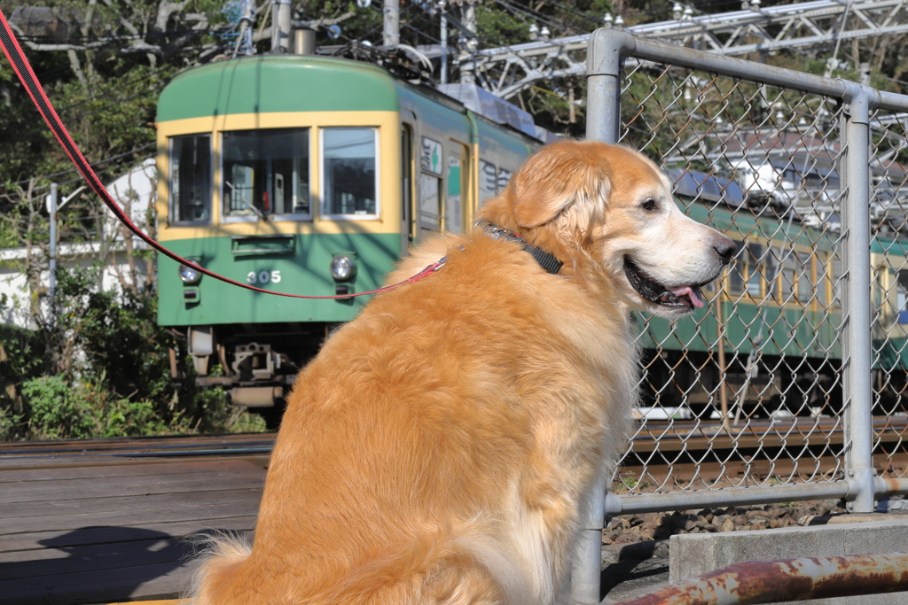 相棒と極楽寺車庫へ