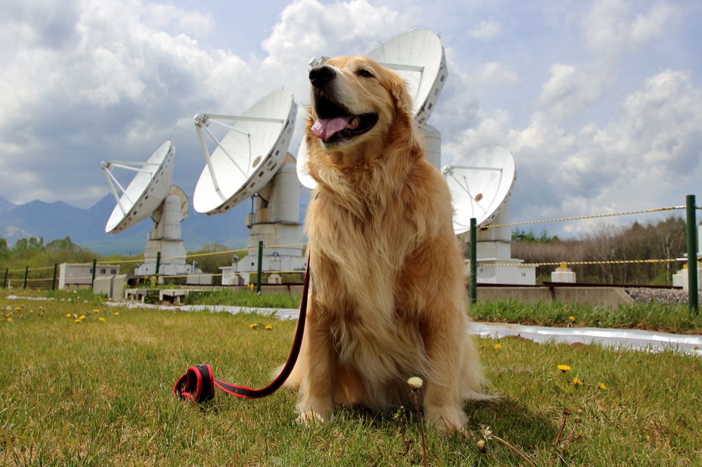 我が家の愛犬（野辺山宇宙電波観測所）