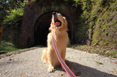 我が家の愛犬（碓氷峠）