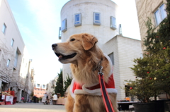 我が家の愛犬（今更ですがクリスマス）