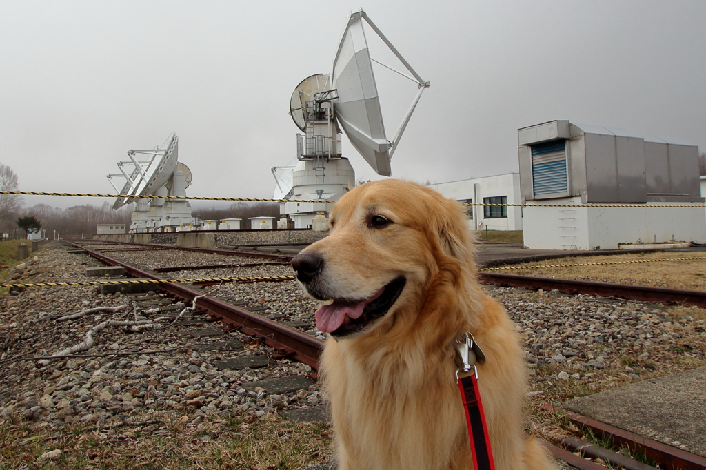 我が家の愛犬（野辺山宇宙電波観測所）