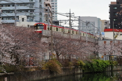 大岡川の桜並木