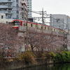 大岡川の桜並木