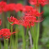 朱色の花