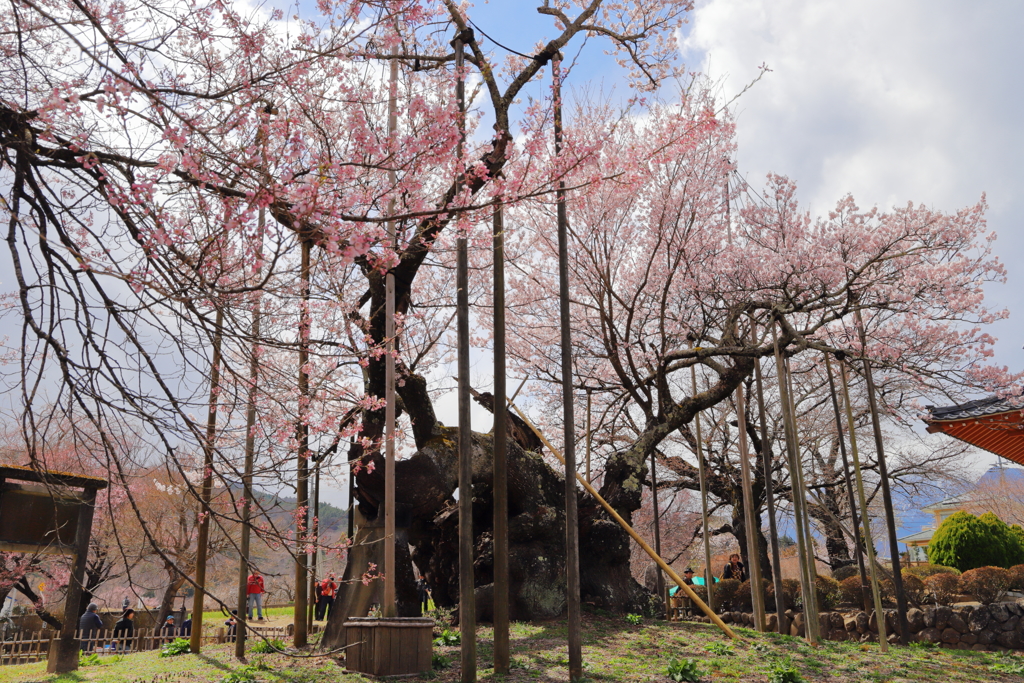 山高神代桜（実相寺）