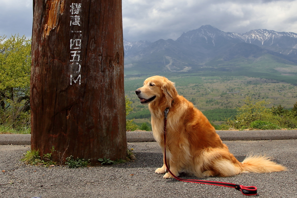 我が家の愛犬（標高1450Ｍ）