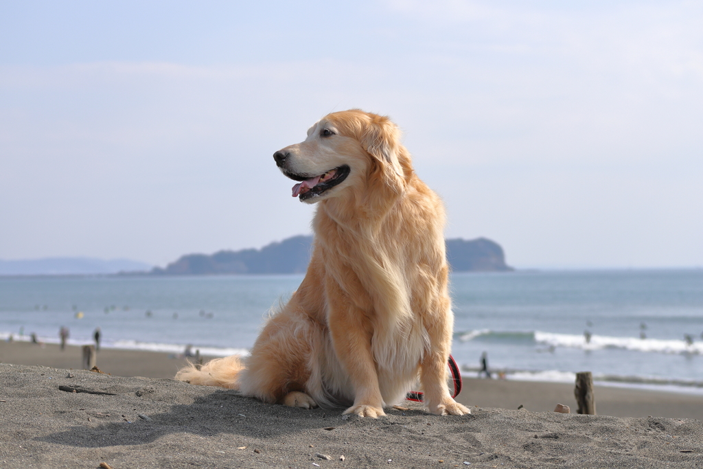 相棒 （鵠沼海岸）