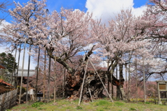 大津山 実相寺から（蔵出）