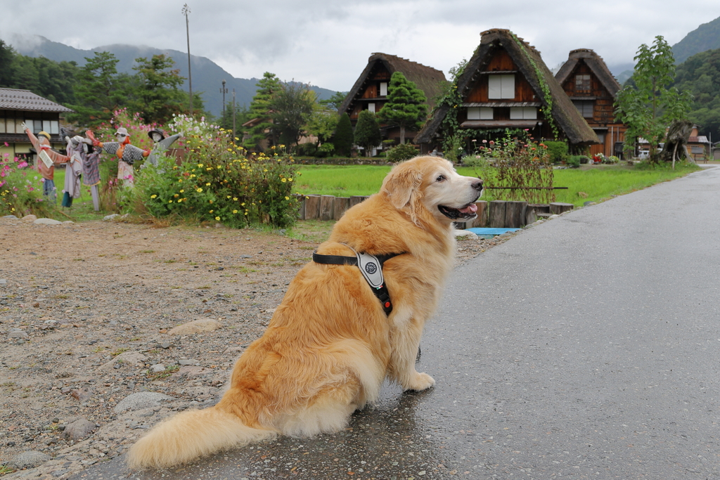 相棒と雨の白川郷へ