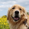 ゴールデン・レトリーバー