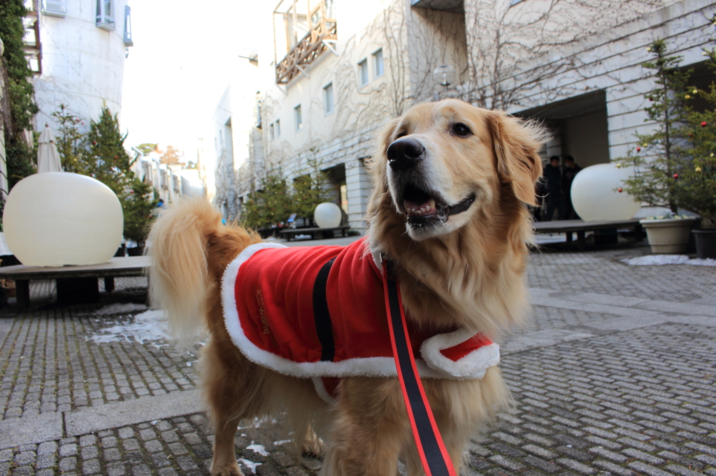 我が家の愛犬（今更ですがクリスマス）