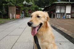 相棒と江ノ島神社（蔵出）