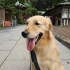 相棒と江ノ島神社（蔵出）