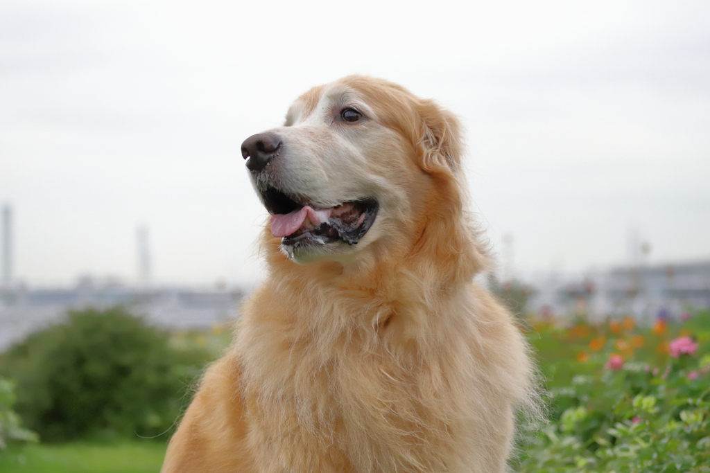 相棒と山下公園