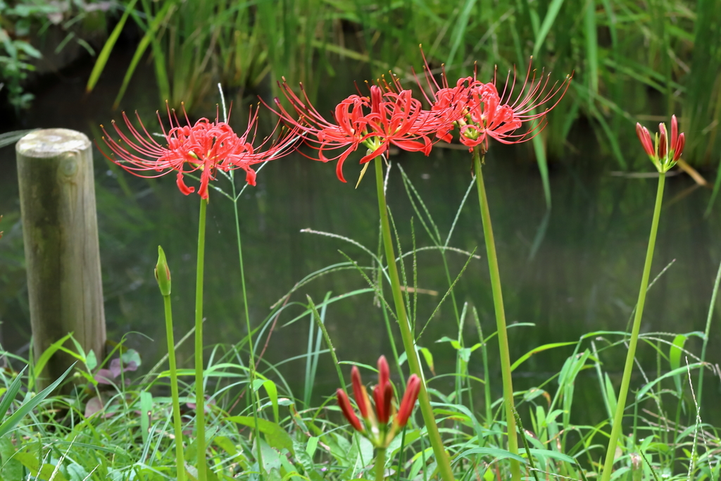 朱の花