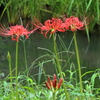 朱の花