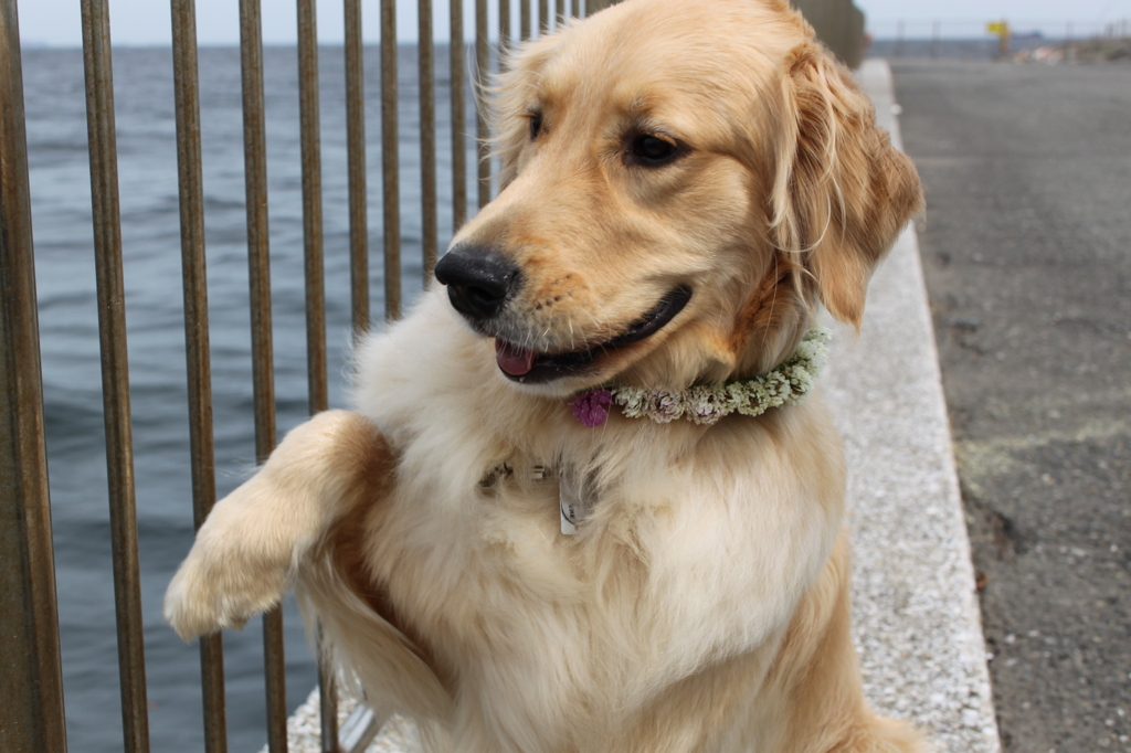 我が家の愛犬１歳