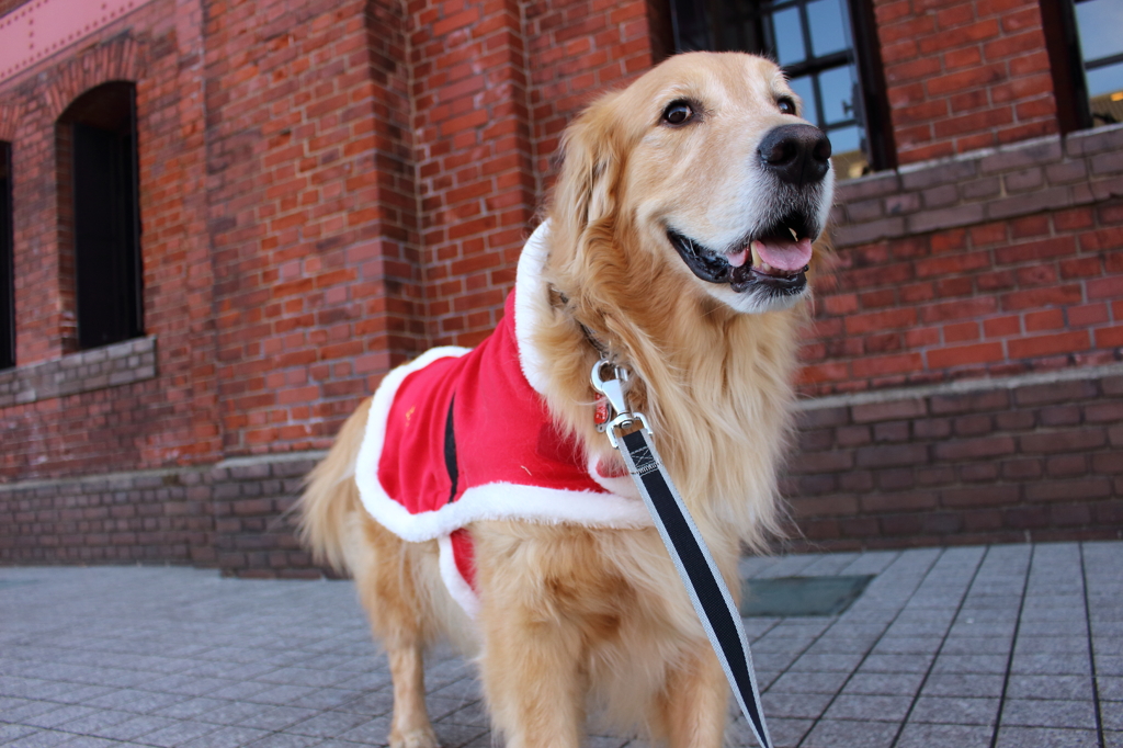 我が家の愛犬（今更ですがクリスマス）