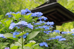 明月院（紫陽花）