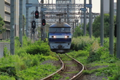 夏草の線路
