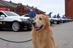 我が家の愛犬（神奈川犬警察）