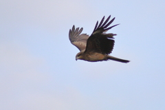 鳶