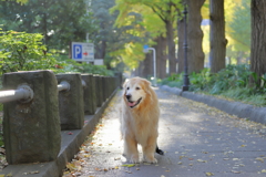 相棒と公園通り散歩