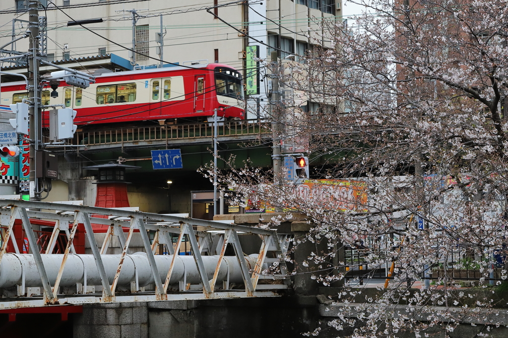 大岡川の桜並木