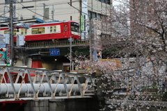 大岡川の桜並木