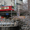 大岡川の桜並木