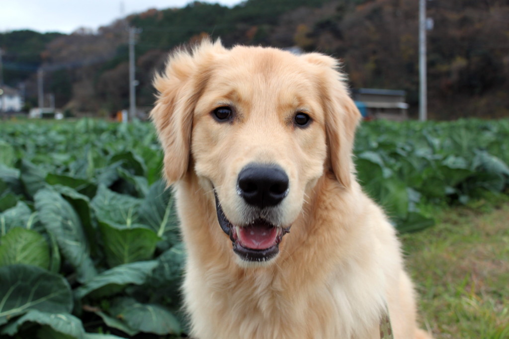 我が家の愛犬１０カ月