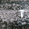ウミネコとサクラ